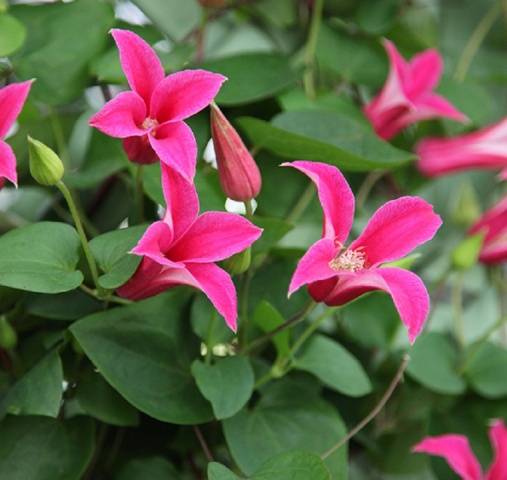 Clematis Princess Diana