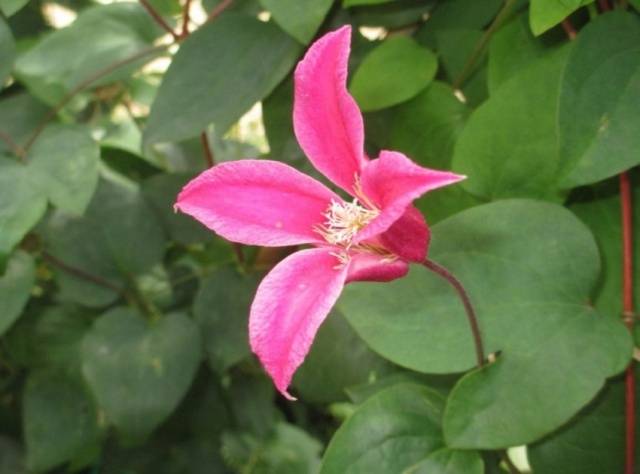 Clematis Princess Diana