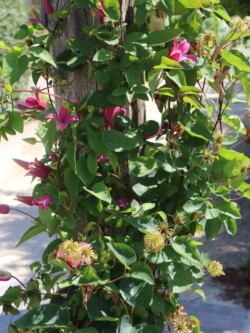 Clematis Princess Diana