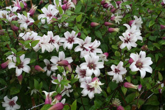 Clematis Princess Kate: reviews and description