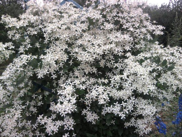 Clematis pungent small-flowered white