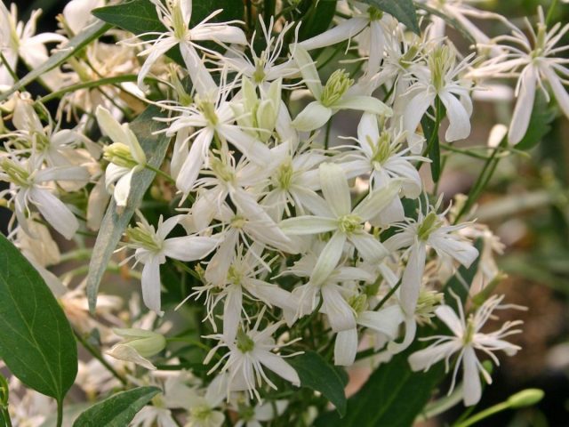 Clematis pungent small-flowered white