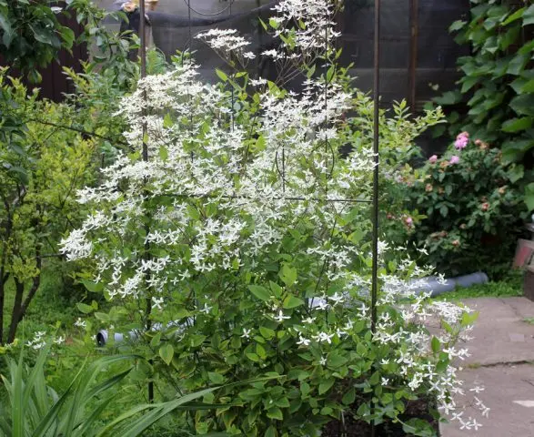 Clematis pungent small-flowered white