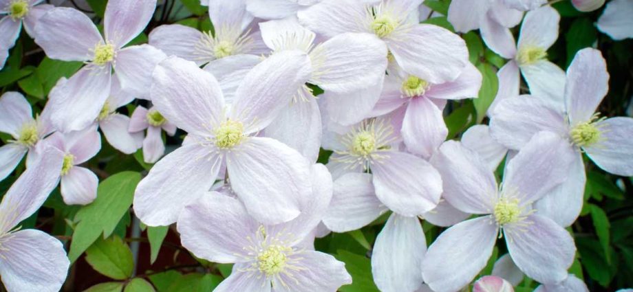 Clematis pungent small-flowered white