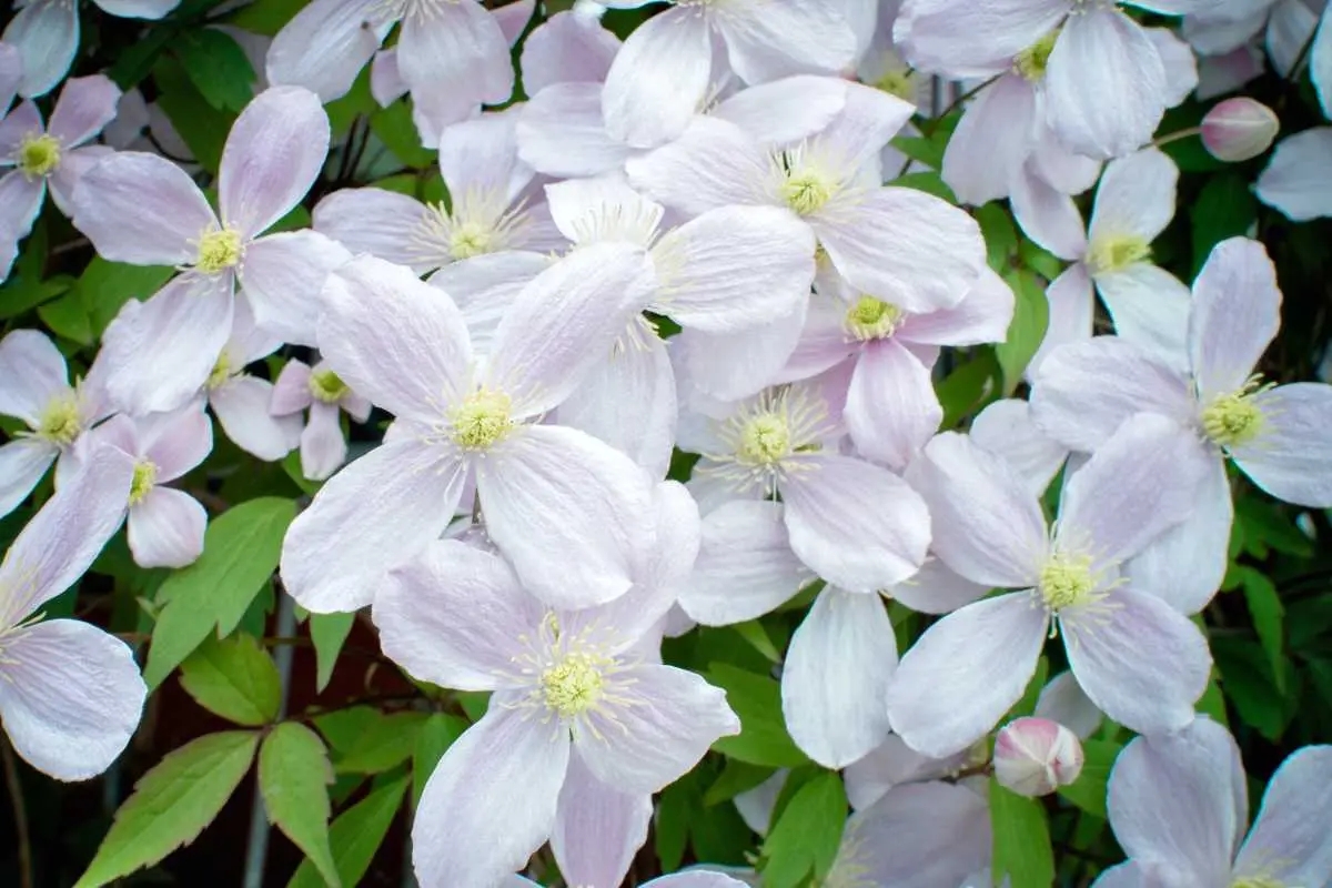 Clematis pungent small-flowered white