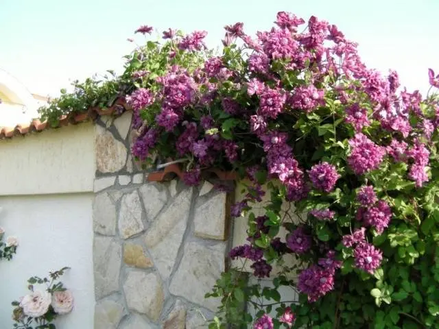 Clematis Purpurea Plena Elegans (Purpurea Plena Elegans)