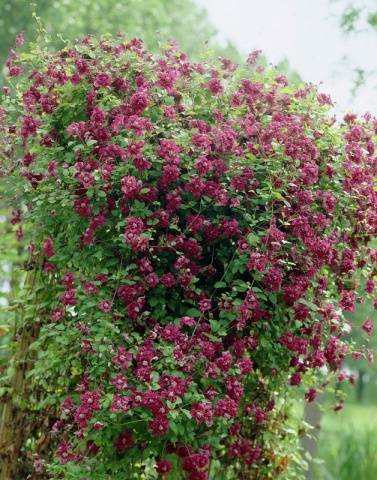 Clematis Purpurea Plena Elegans (Purpurea Plena Elegans)