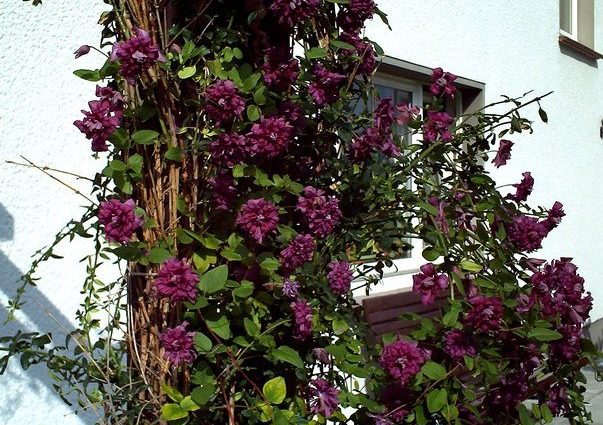 Clematis Purpurea Plena Elegans (Purpurea Plena Elegans)