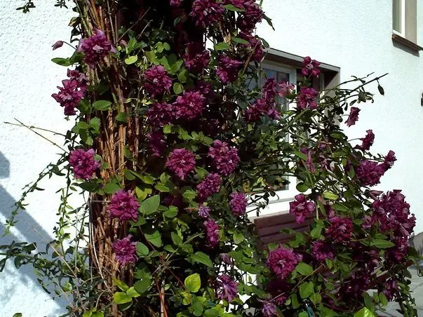 Clematis Purpurea Plena Elegans (Purpurea Plena Elegans)