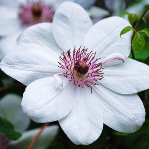 Clematis Queen Jadwiga