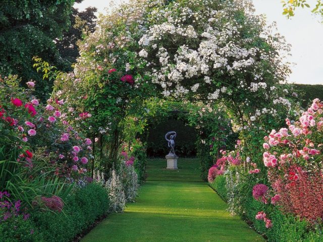 Clematis Queen Jadwiga