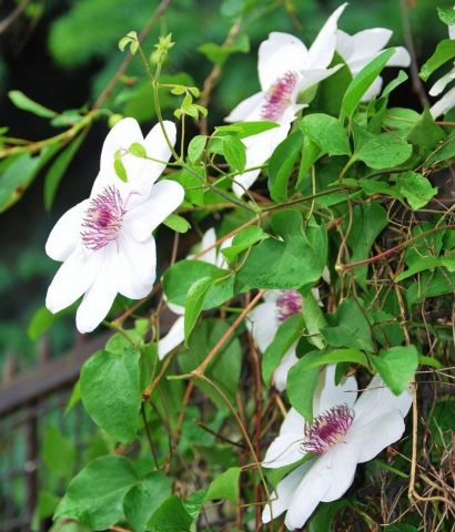 Clematis Queen Jadwiga