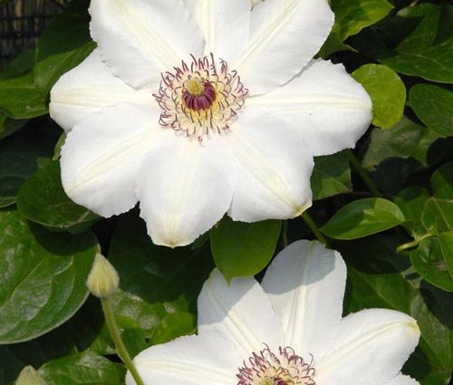 Clematis Queen Jadwiga