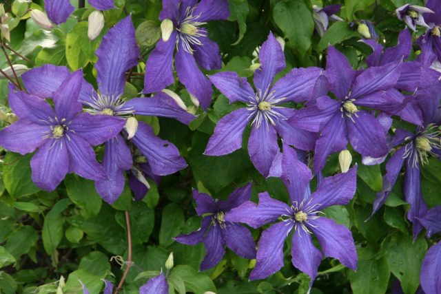 Clematis Rhapsody: reviews, photos and description