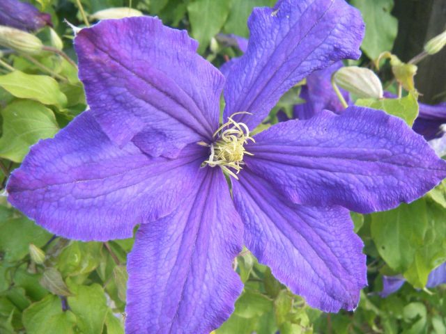 Clematis Rhapsody: reviews, photos and description