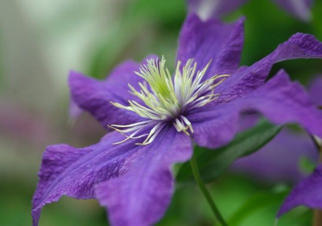 Clematis Rhapsody: reviews, photos and description