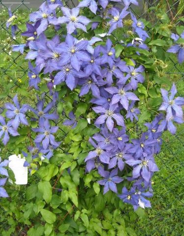 Clematis Rhapsody: reviews, photos and description