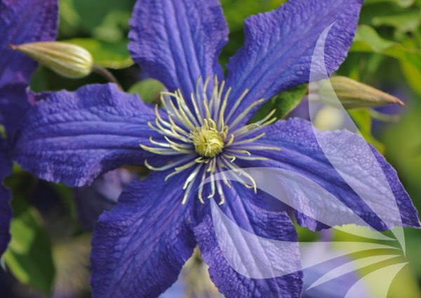 Clematis Rhapsody: reviews, photos and description