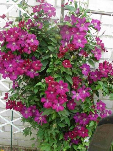 Clematis Rouge Cardinal: pruning group, planting and care