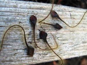 Clematis Rouge Cardinal: pruning group, planting and care