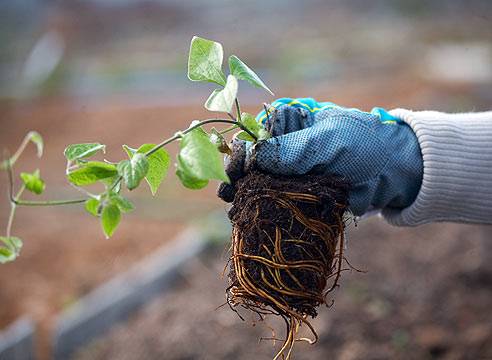 Clematis Rouge Cardinal: pruning group, planting and care