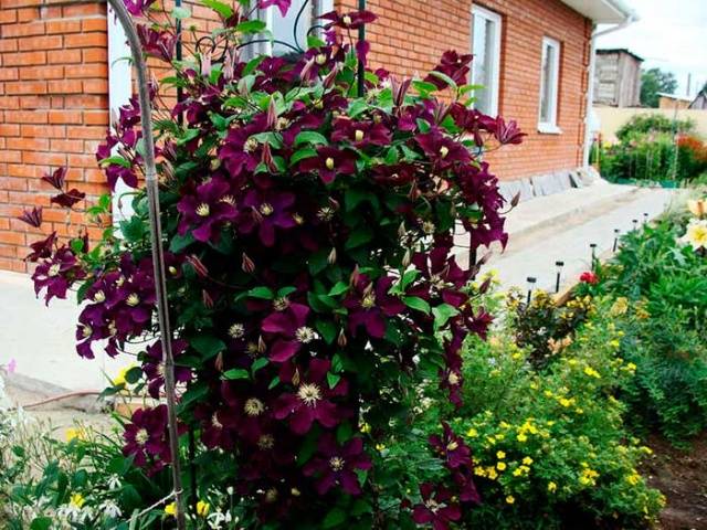 Clematis Rouge Cardinal: pruning group, planting and care