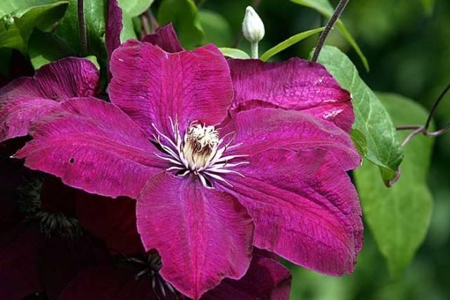 Clematis Rouge Cardinal: pruning group, planting and care