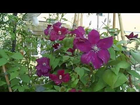 Clematis Rouge Cardinal: pruning group, planting and care