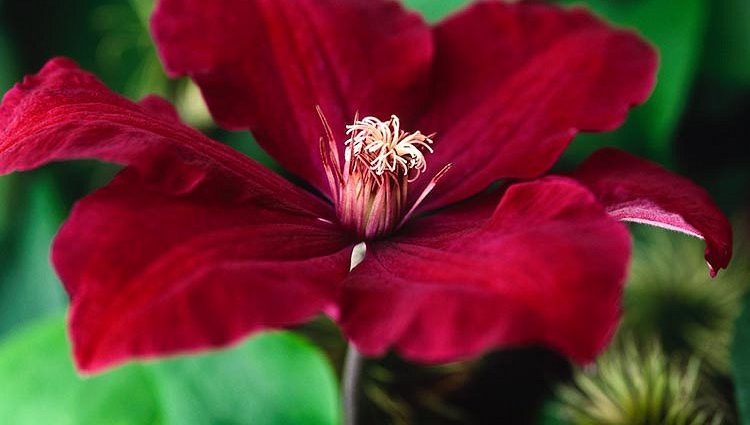 Clematis Rouge Cardinal: pruning group, planting and care