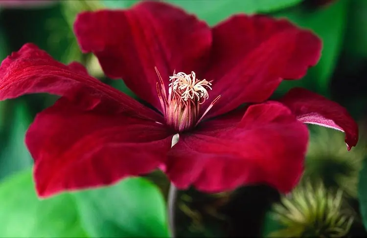 Clematis Rouge Cardinal: pruning group, planting and care