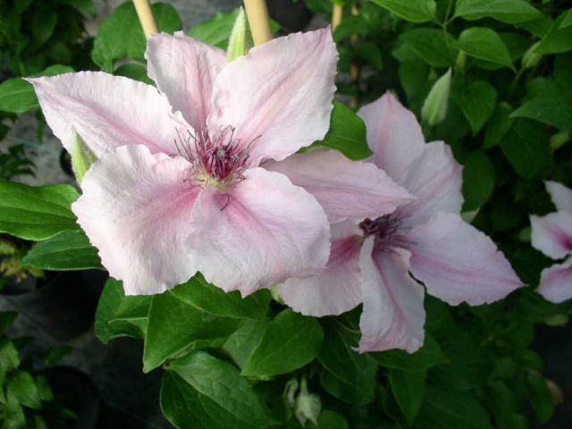 Clematis Ruran: description, reviews, photos