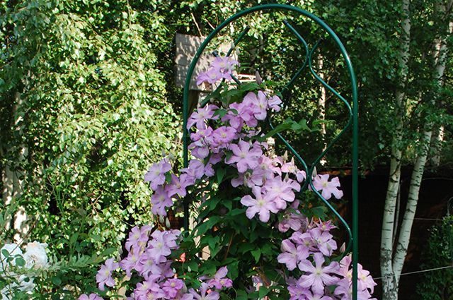 Clematis Ruran: description, reviews, photos