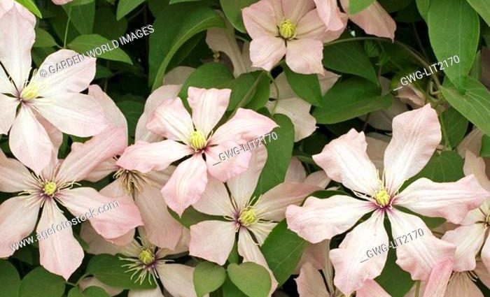 Clematis Ruran: description, reviews, photos