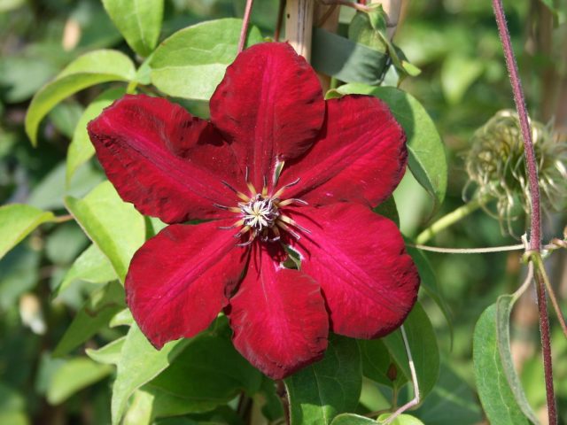 Clematis Solidarity: description, pruning group, reviews