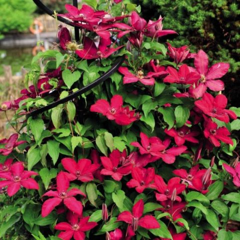 Clematis Solidarity: description, pruning group, reviews