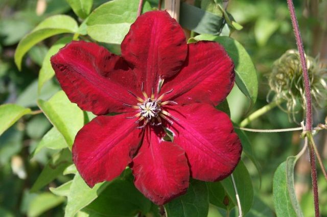 Clematis Solidarity: description, pruning group, reviews