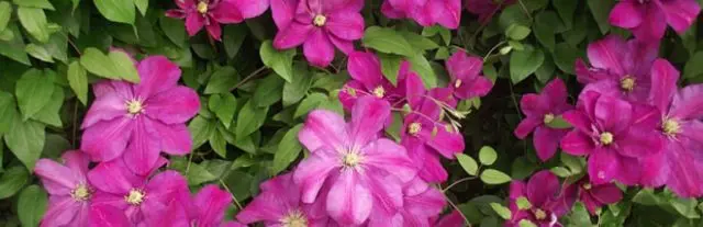 Clematis Sunset: description, pruning group, reviews