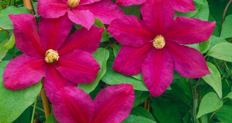 Clematis Sunset: description, pruning group, reviews