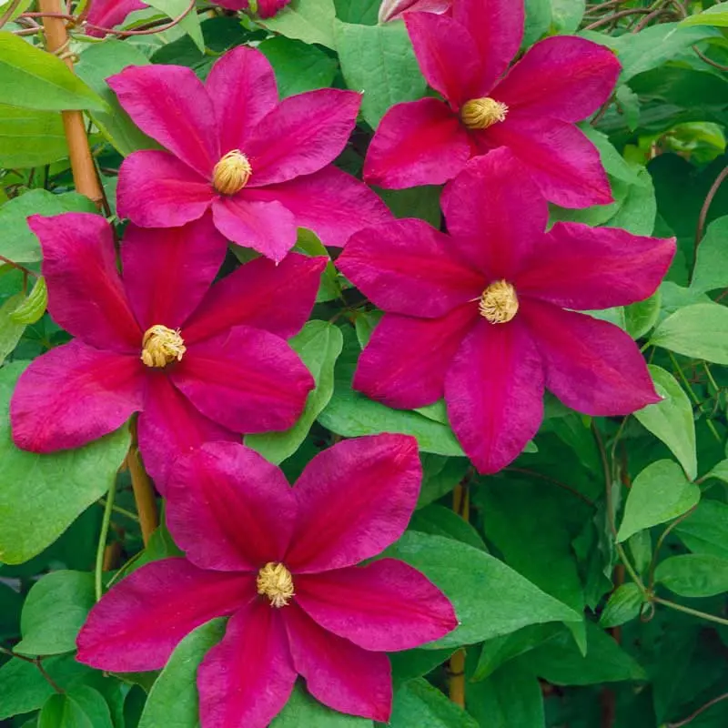 Clematis Sunset: description, pruning group, reviews