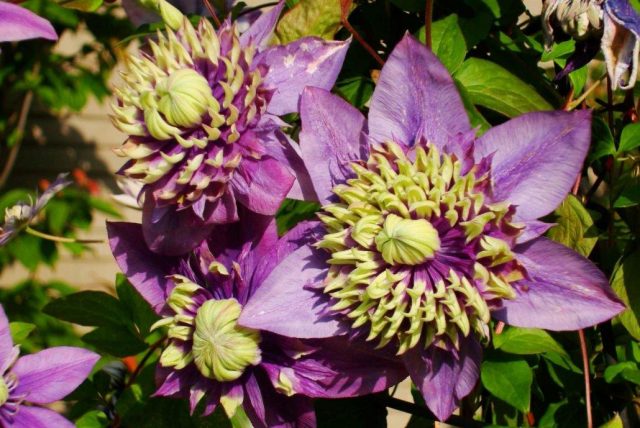 Clematis Taiga: reviews and description