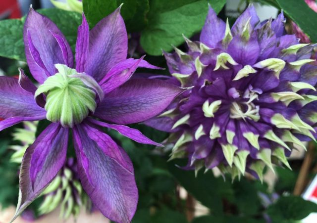 Clematis Taiga: reviews and description