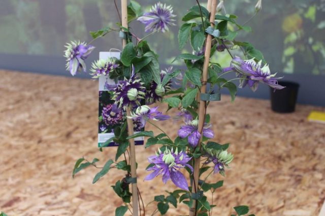 Clematis Taiga: reviews and description