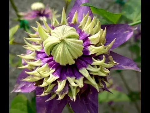 Clematis Taiga: reviews and description