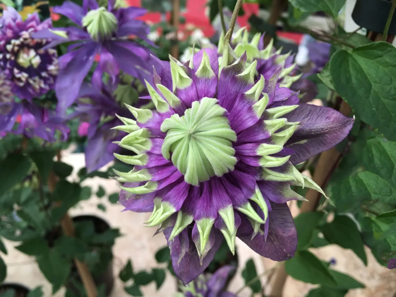 Clematis Taiga: reviews and description