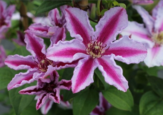 Clematis Tudor: photo and description of the variety, pruning group, reviews