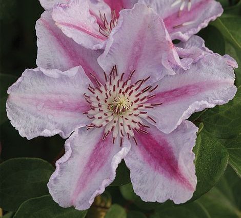 Clematis Tudor: photo and description of the variety, pruning group, reviews