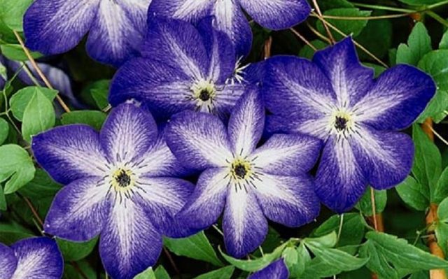 Clematis Venosa Violacea: reviews, photos, care