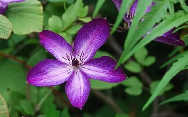 Clematis Venosa Violacea: reviews, photos, care