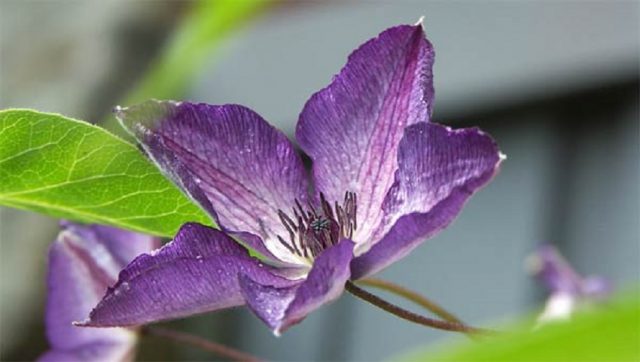 Clematis Venosa Violacea: reviews, photos, care