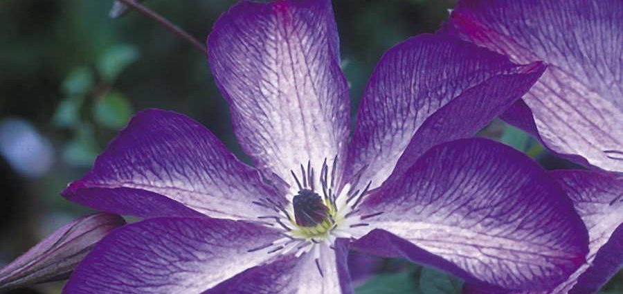 Clematis Venosa Violacea: reviews, photos, care